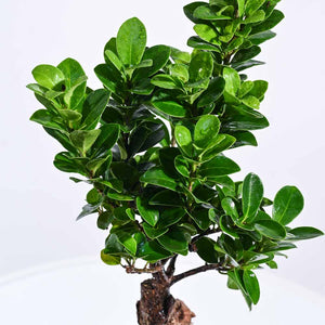 Green Oasis Indoor Plant Bundle