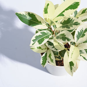 Ficus Prestige Plant