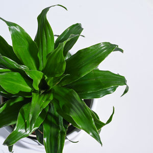 Dracaena Compacta Plant