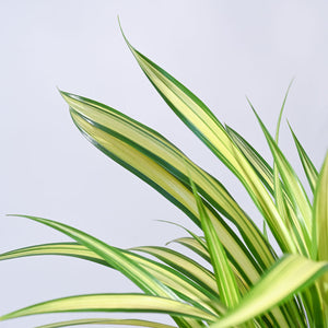 Pandanus Plant
