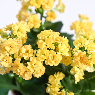 Kalanchoe Plant - Yellow