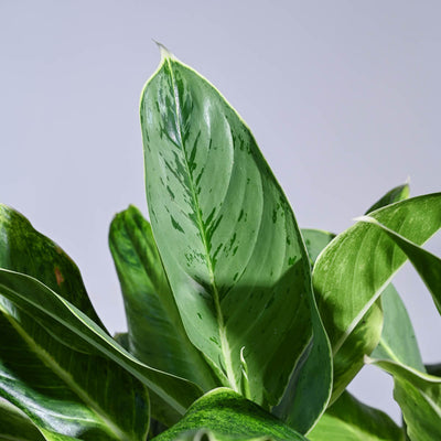 Aglaonema Ice Plant - XL