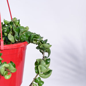 Twisted Hoya