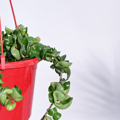 Twisted Hoya
