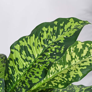 Dieffenbachia Cheetah Plant - XL