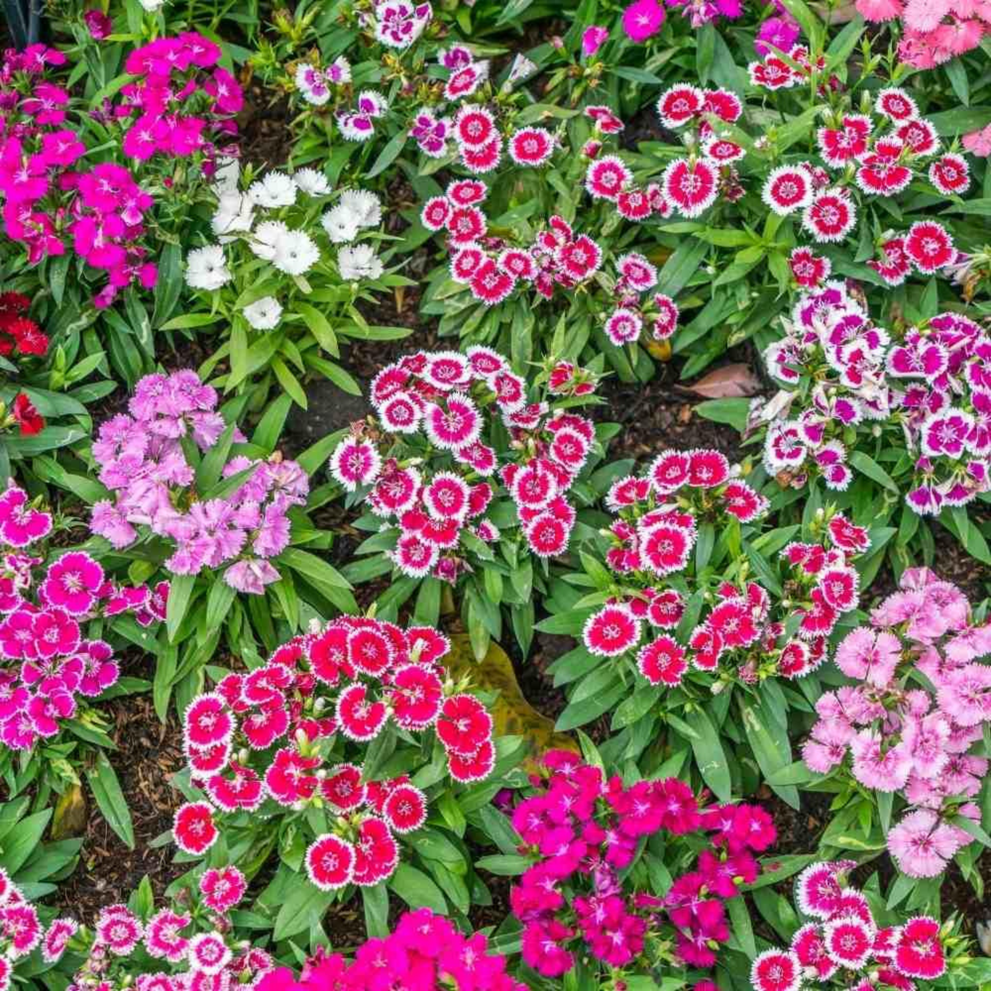 Dianthus Assorted 3 Colour Combo Flowering Live Plant
