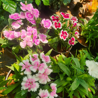 Dianthus Assorted 3 Colour Combo Flowering Live Plant