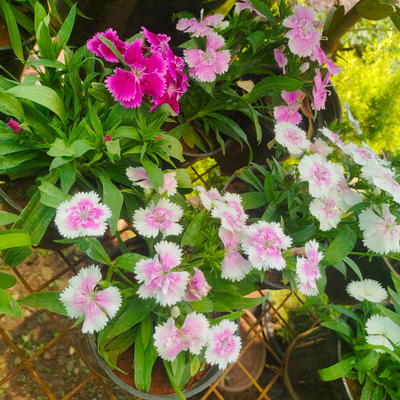 Dianthus Assorted 3 Colour Combo Flowering Live Plant