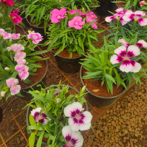 Dianthus Assorted 3 Colour Combo Flowering Live Plant