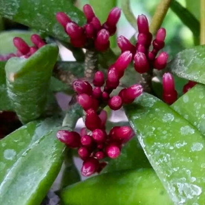 Dischidia Parasitica