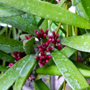 Dischidia Parasitica
