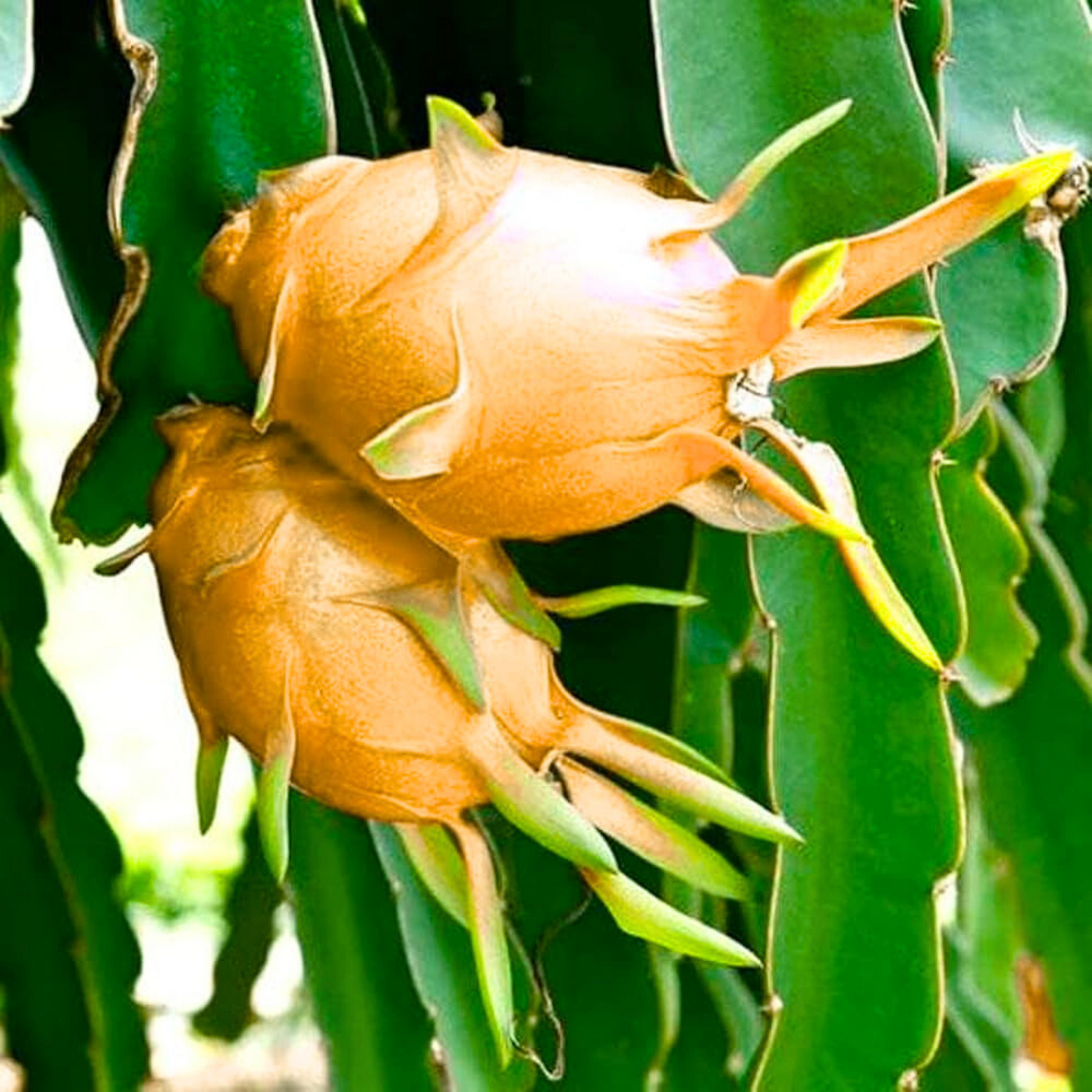 Hawaiian Orange Dragon Fruit Rare Grafted Live Plant