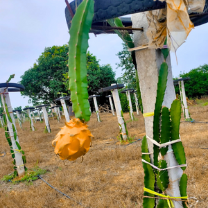 Hawaiian Orange Dragon Fruit Rare Grafted Live Plant
