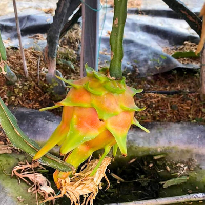 Hawaiian Orange Dragon Fruit Rare Grafted Live Plant