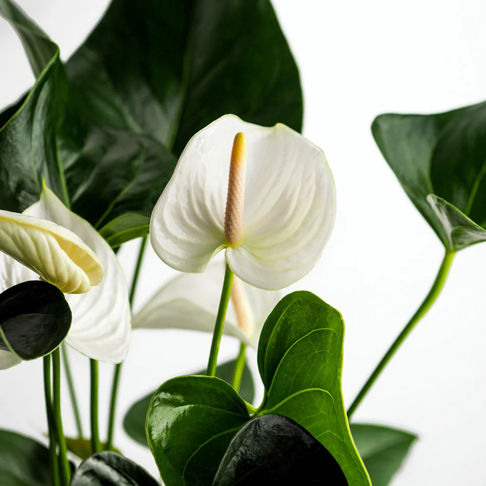 anthurium andraeanum white heart DwarfAnthuriumAndraeanumWhiteHeartIndoor_OutdoorLivePlant-Seed2Plant-1.png?v=1747481942&width=1946