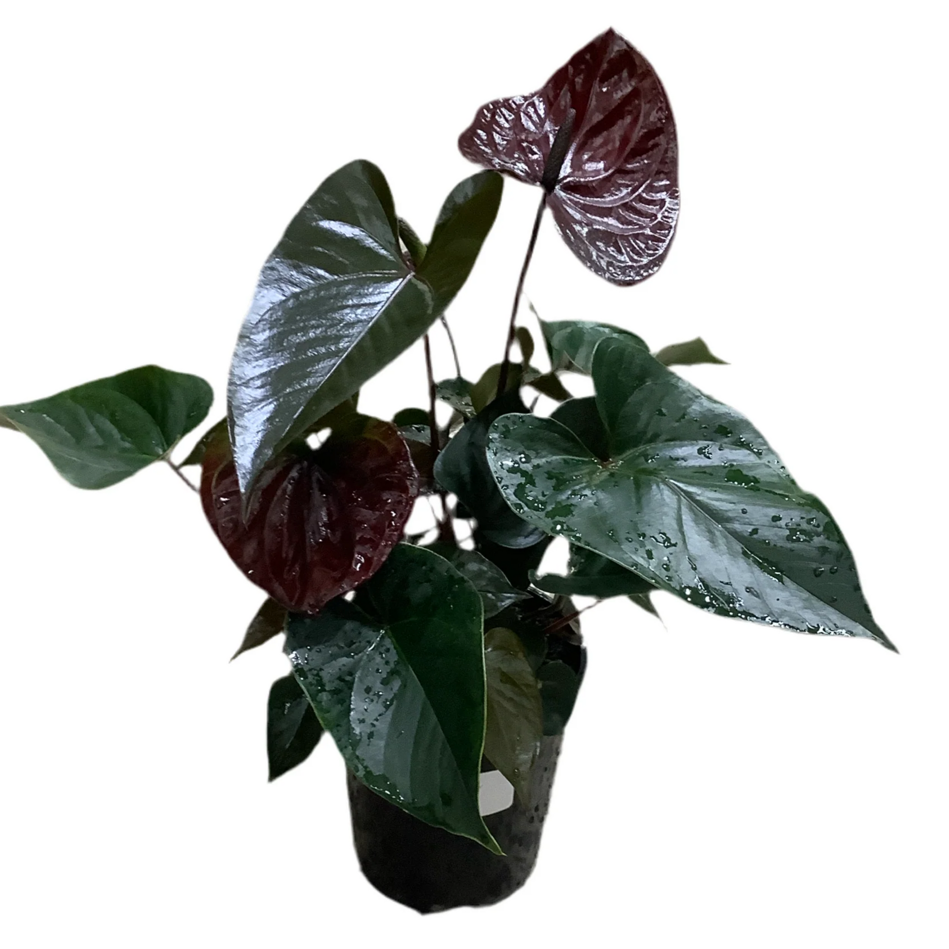 DwarfAnthuriumBlackBeautyIndoor_OutdoorLivePlant-Seed2Plant-1.png?v=1747479224&width=1946