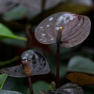 Dwarf Anthurium Black Beauty Indoor/Outdoor Live Plant