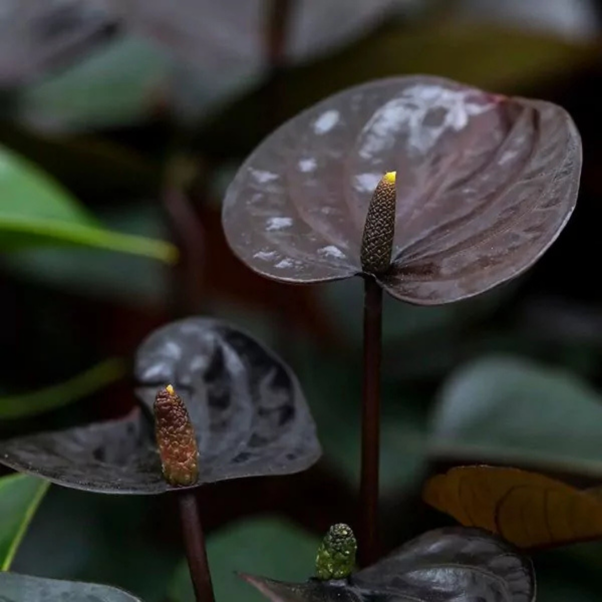 Dwarf Anthurium Black Beauty Indoor/Outdoor Live Plant