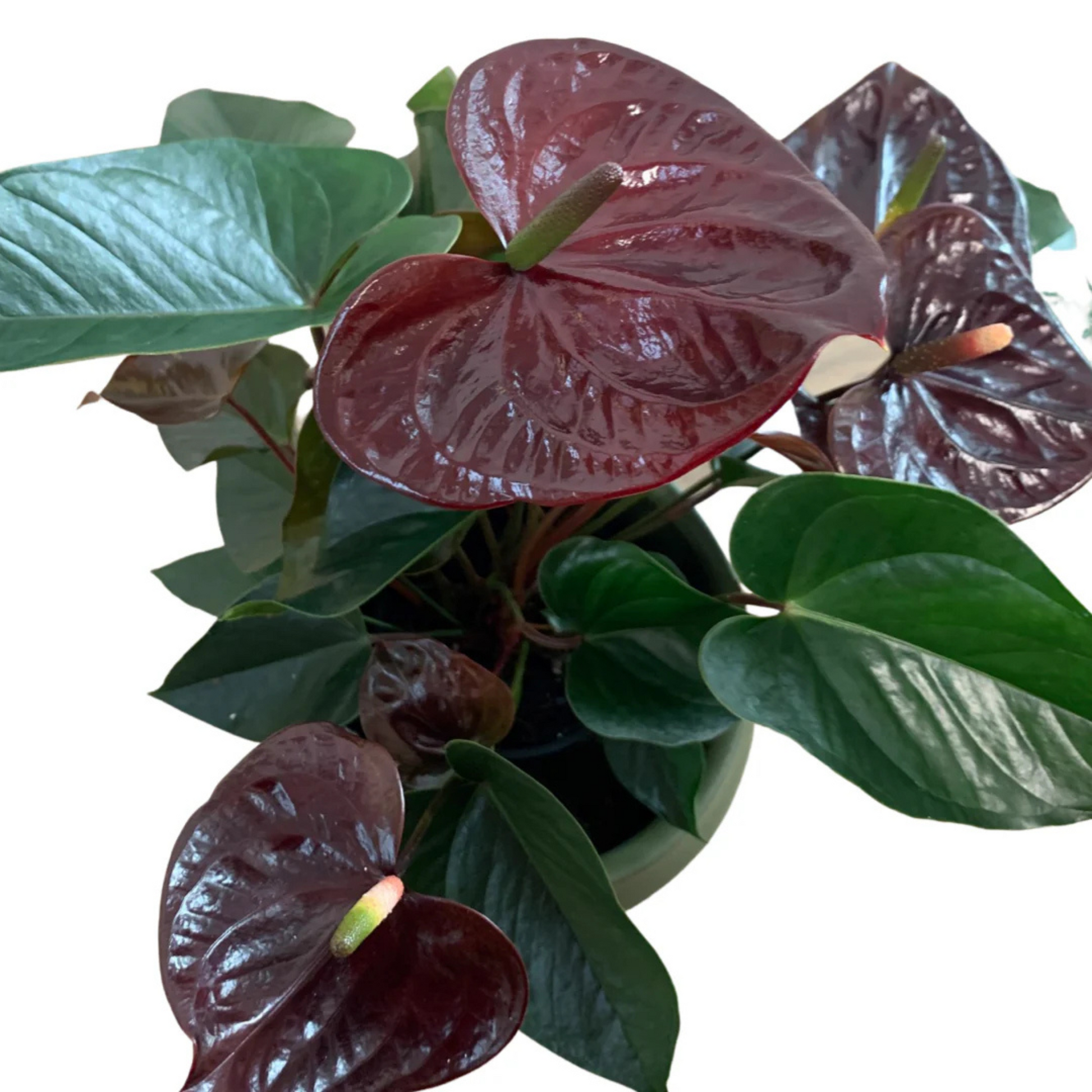 Dwarf Anthurium Black Beauty Indoor/Outdoor Live Plant