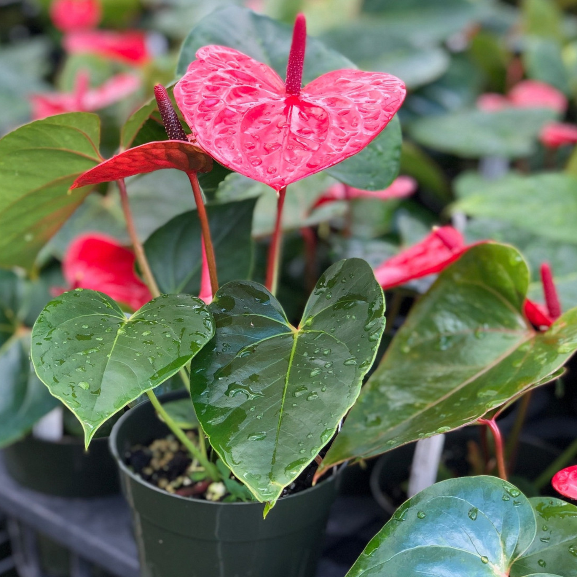 dwarf anthurium DwarfAnthuriumCasanovaRedIndoor_OutdoorLivePlant-Seed2Plant-1.png?v=1747479429&width=1946