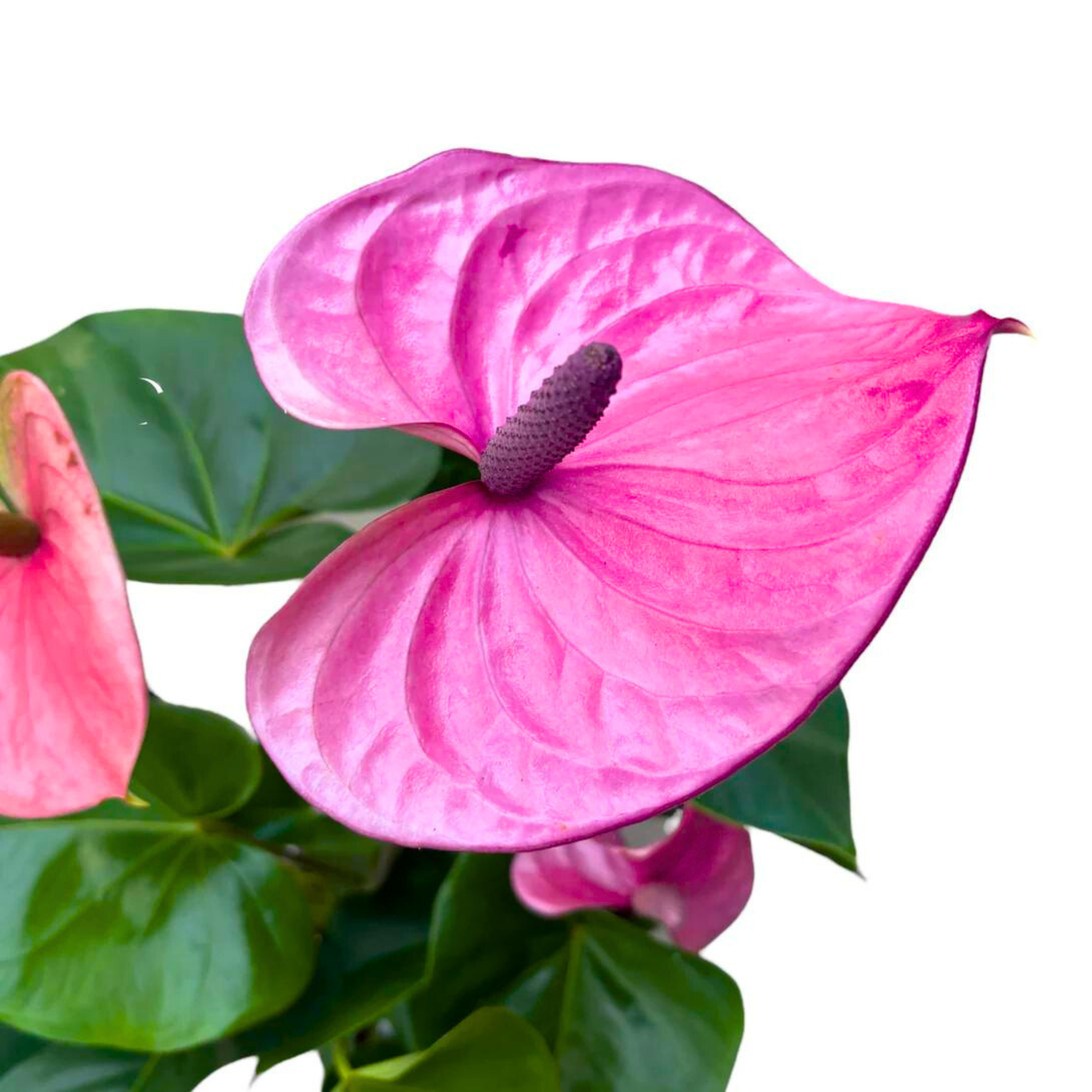 anthurium cavalli DwarfAnthuriumCavalliIndoor_OutdoorLivePlant-Seed2Plant-1.png?v=1747482833&width=1946