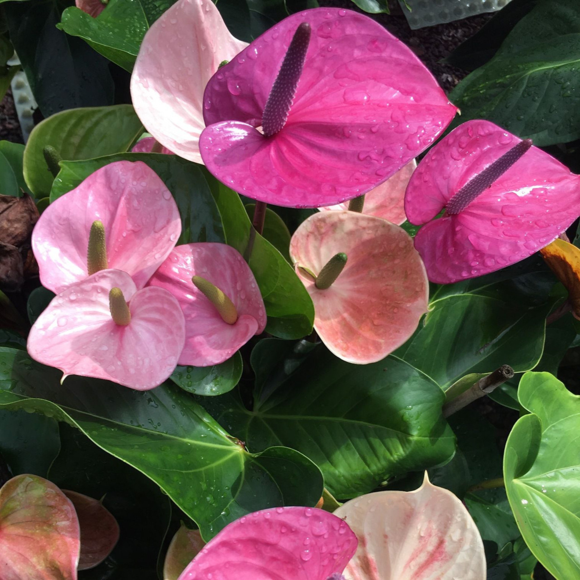 DwarfAnthuriumCavalliIndoor_OutdoorLivePlant-Seed2Plant-3.png?v=1747482833&width=1946