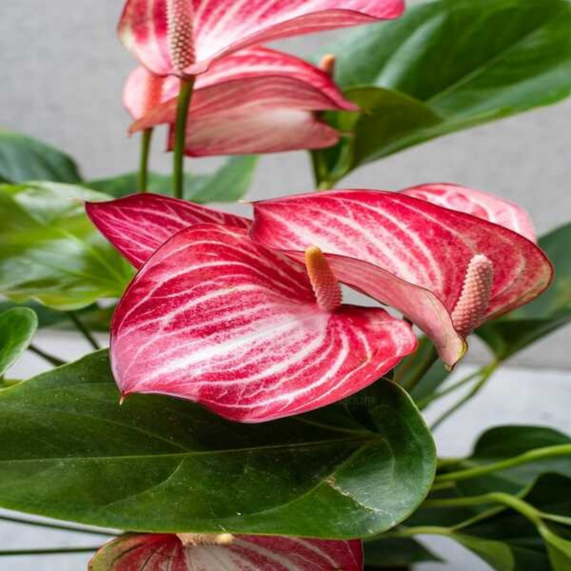anthurium dwarf pink DwarfAnthuriumLiviumIndoor_OutdoorLivePlant-Seed2Plant-1.png?v=1747479126&width=1946