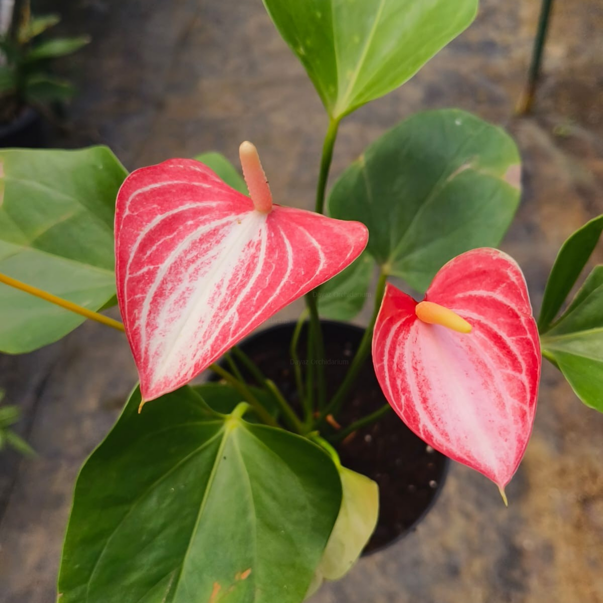 livium anthurium DwarfAnthuriumLiviumIndoor_OutdoorLivePlant-Seed2Plant-2.png?v=1747479126&width=1946