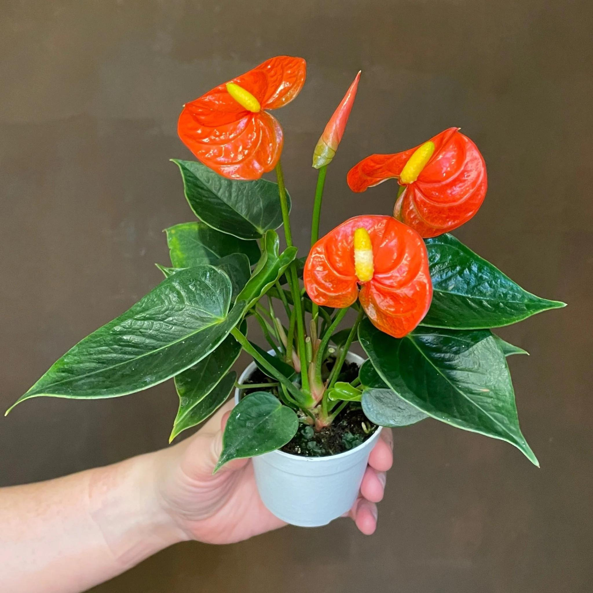 Dwarf Anthurium Orange Champion Indoor/Outdoor Live Plant