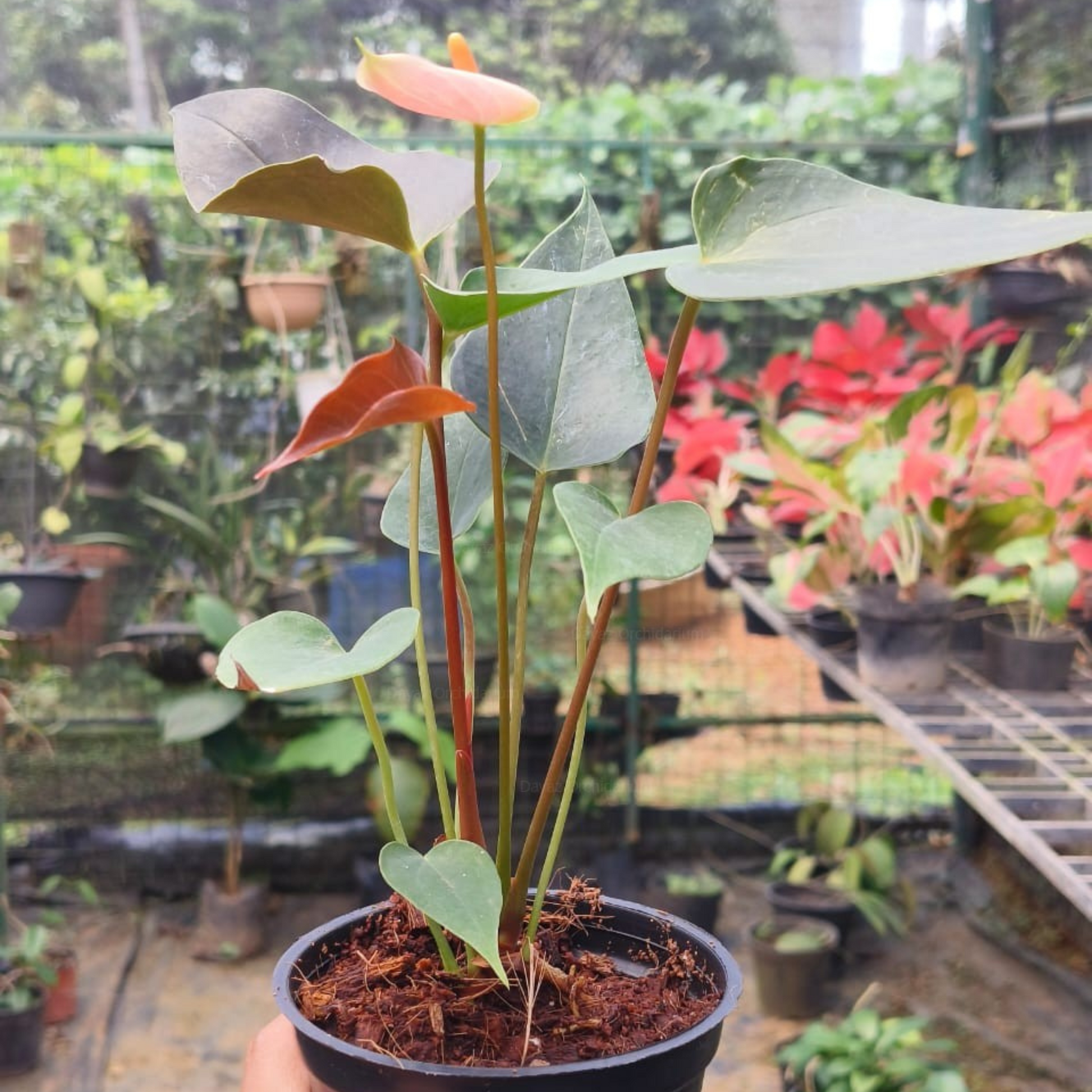 DwarfAnthuriumRainbowChampionIndoor_OutdoorLivePlant-Seed2Plant-2.png?v=1747479087&width=1946