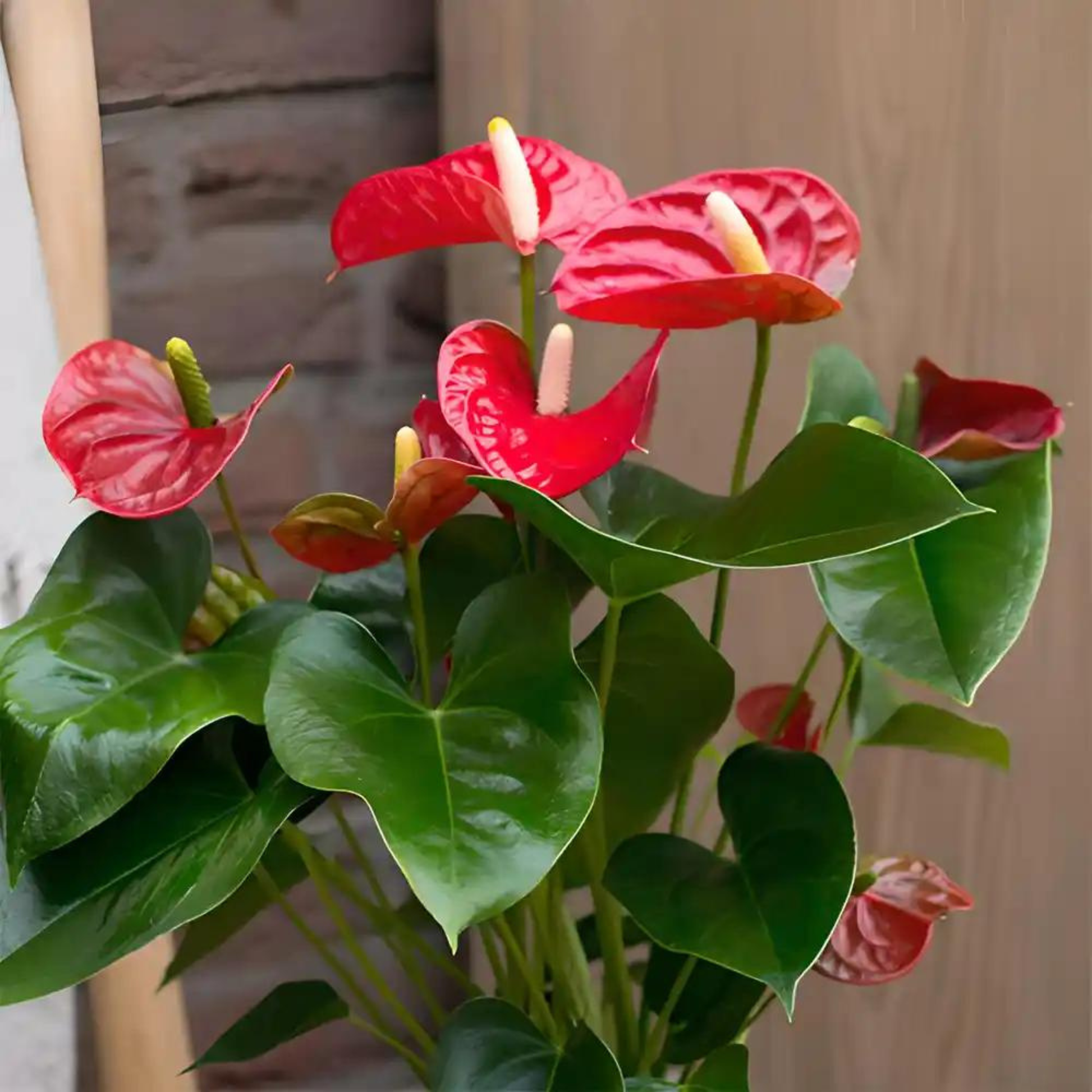 anthurium dwarf red DwarfAnthuriumStiloRedIndoor_OutdoorLivePlant-Seed2Plant-1.png?v=1747483210&width=1946