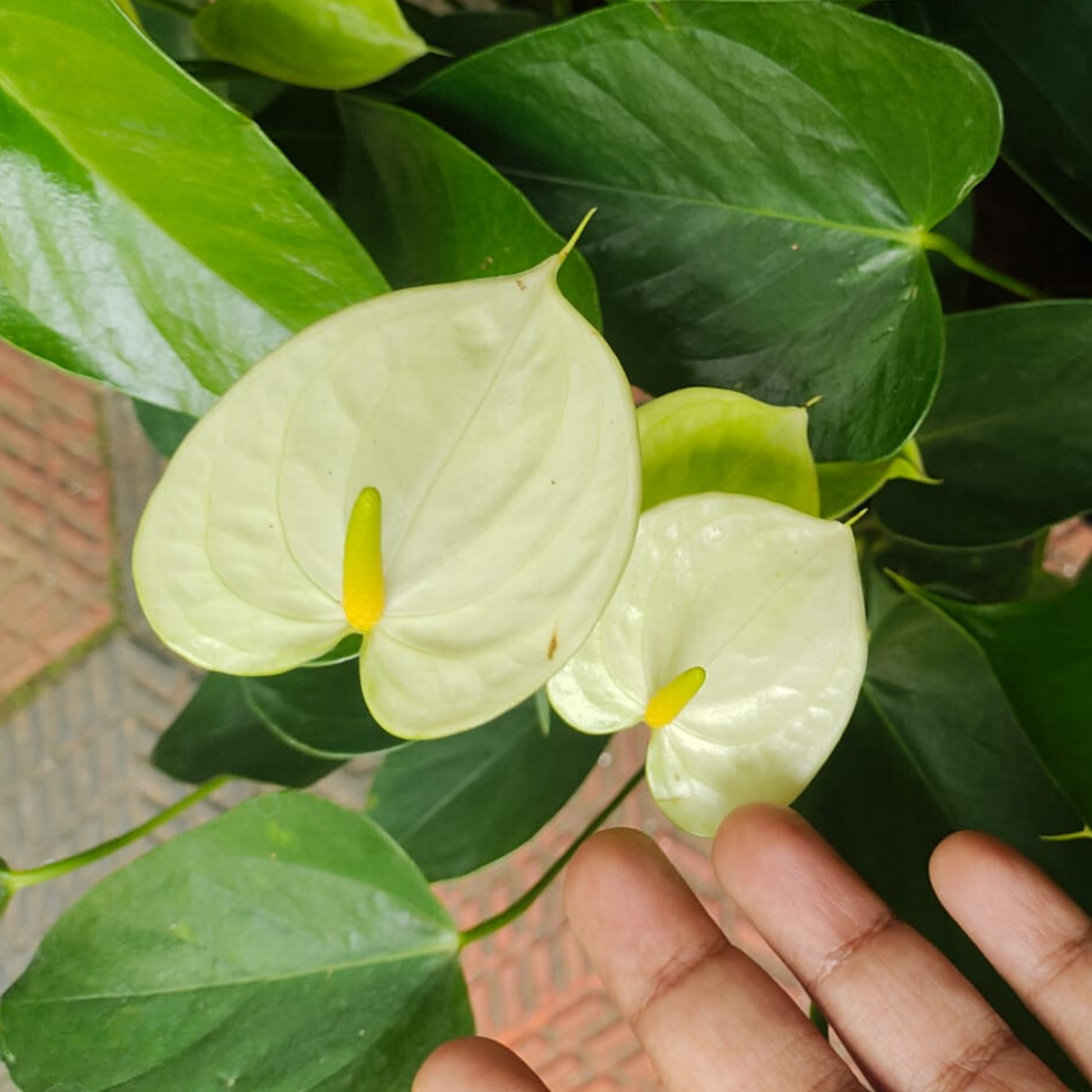 anthurium vanilla DwarfAnthuriumVanillaIndoor_OutdoorLivePlant-Seed2Plant.png?v=1747479437&width=1946