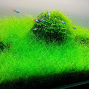 Dwarf Hair Grass Tissue Culture Cup (Eleocharis Parvula) Aquarium Live Plant
