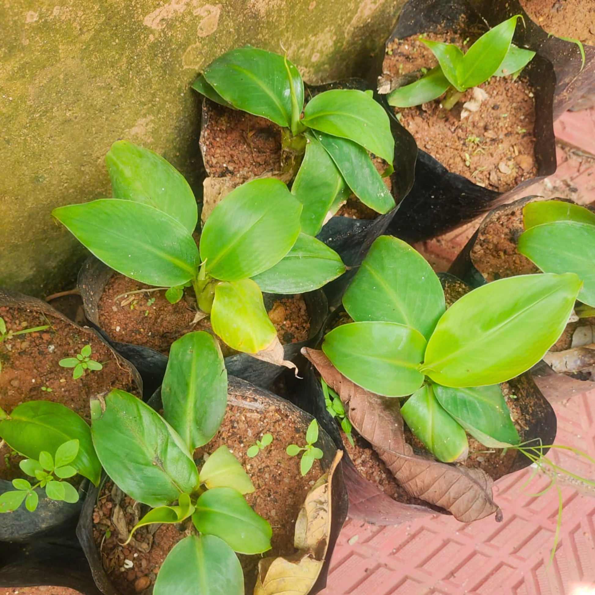 Dwarf Banana Thai Musa Rare Live Plant