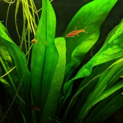 Echinodorus Argentine Aquarium Live Plant