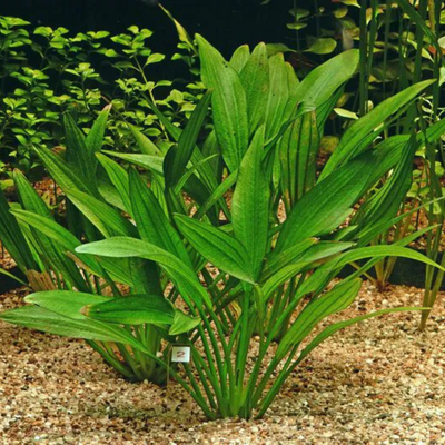 Echinodorus Argentine Aquarium Live Plant