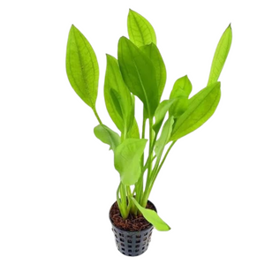 Echinodorus Argentine Aquarium Live Plant