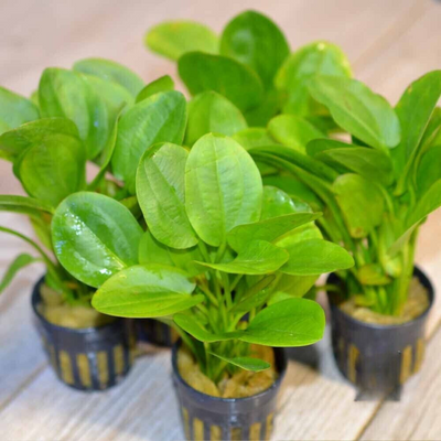 Echinodorus Horizontalis Mini Aquarium Live Plant