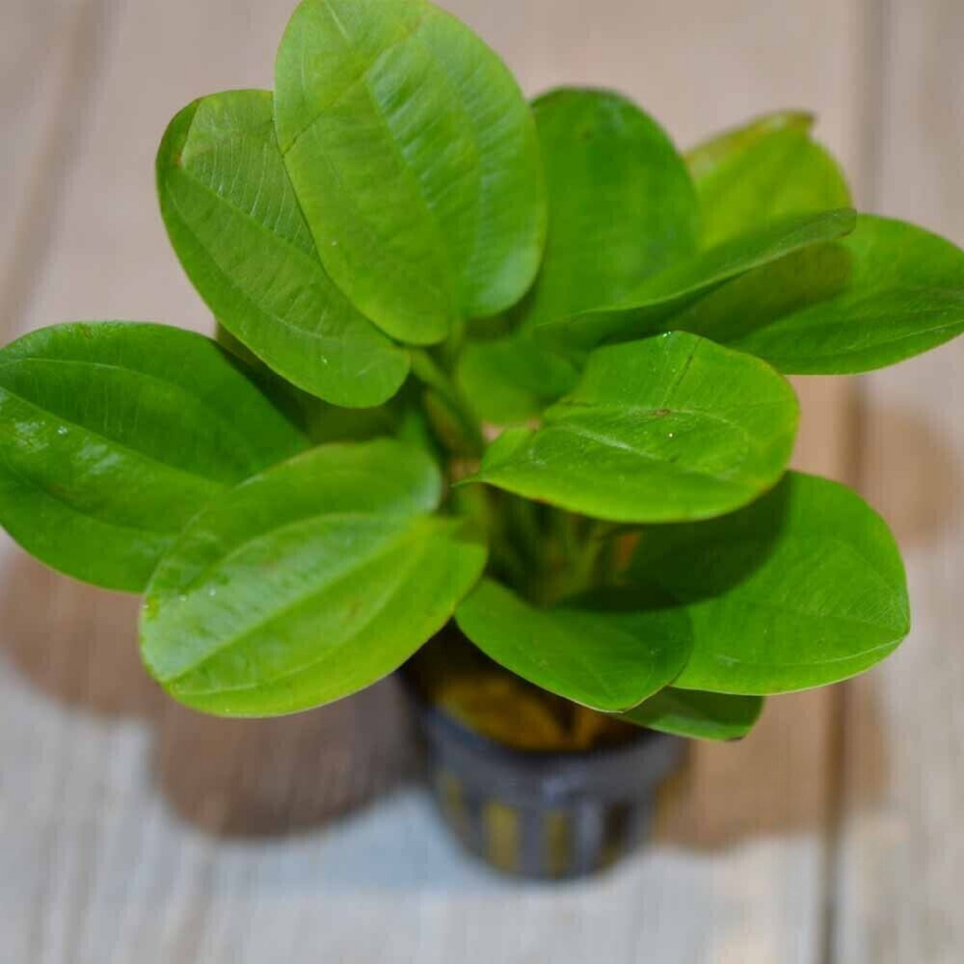 Echinodorus Horizontalis Mini Aquarium Live Plant
