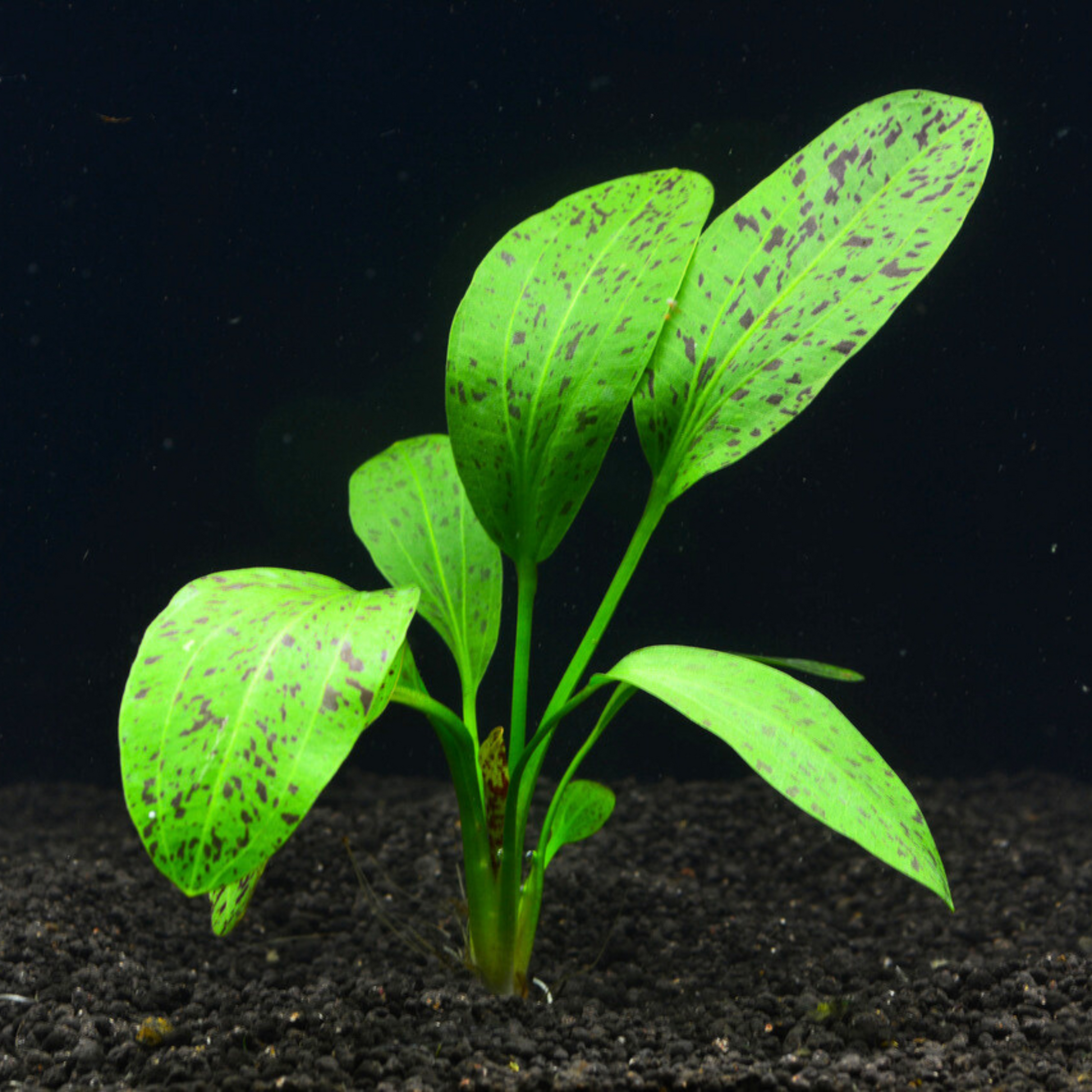 Echinodorus Ozelot Green Aquarium Live Plant