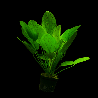 Echinodorus Ozelot Green Aquarium Live Plant