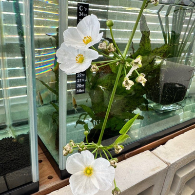 Echinodorus Palifolius (Sword Plant) Indoor/Outdoor Live Plant