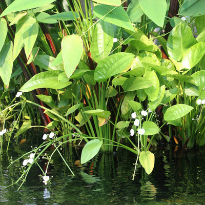 Echinodorus Palifolius (Sword Plant) Indoor/Outdoor Live Plant