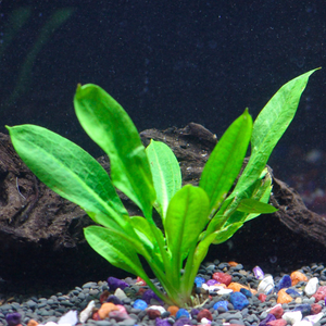 Echinodorus Wild Grass Aquarium Live Plant