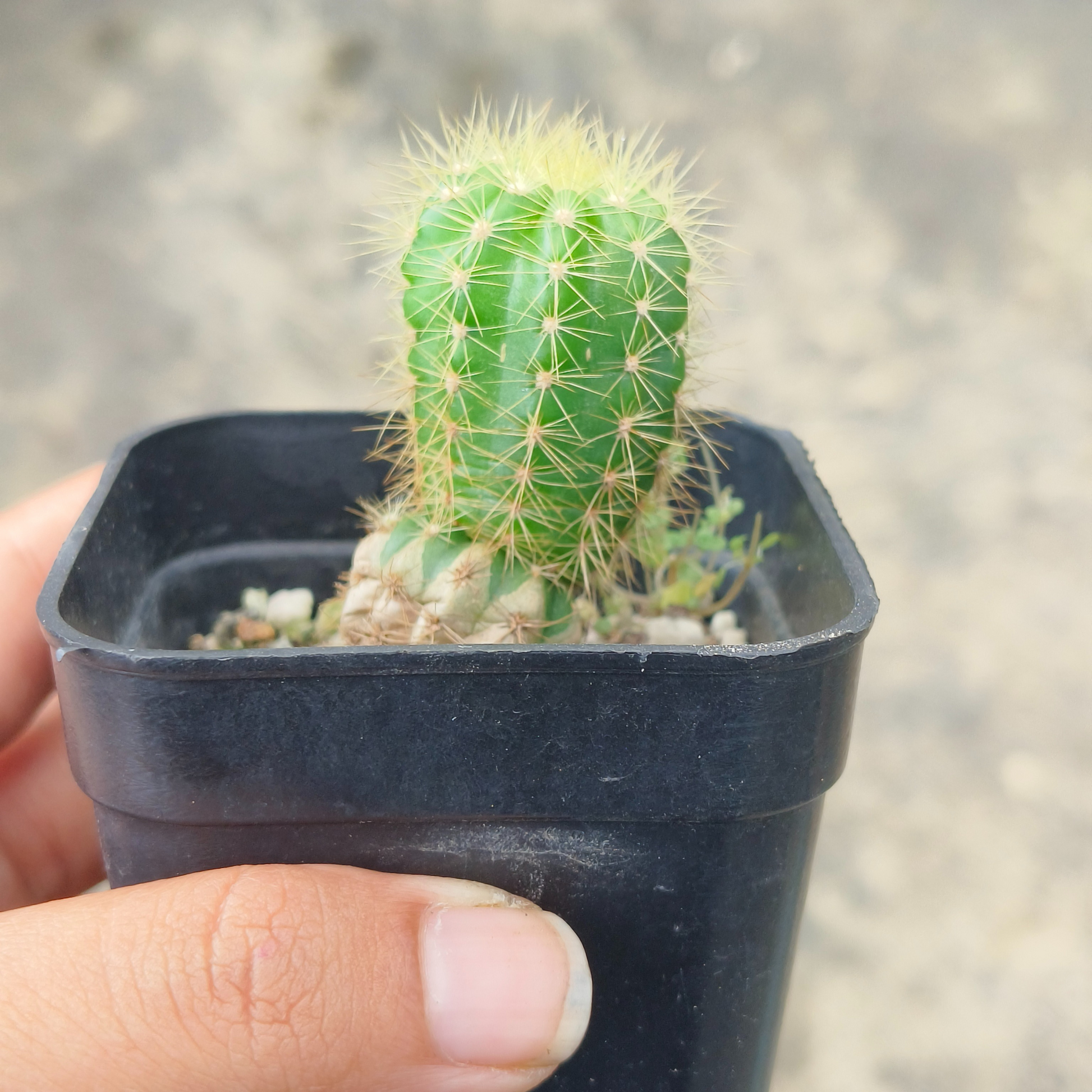 Echinopsis Tubiflora Cactus