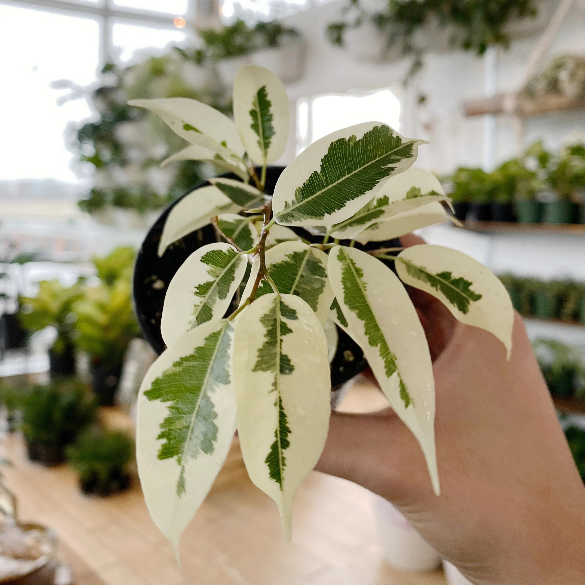 FicusBenjaminaVariegated_WeepingFig_FicusBenji_LivePlant-Seed2Plant-1.png?v=1747477983&width=1946
