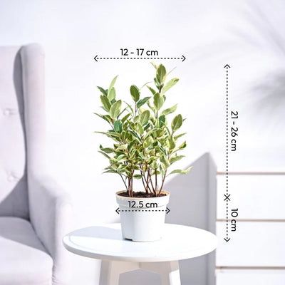 Ficus Prestige Plant