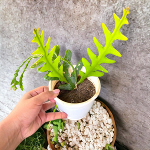 Fishbone (Epiphyllum anguliger) Cactus Live Plant