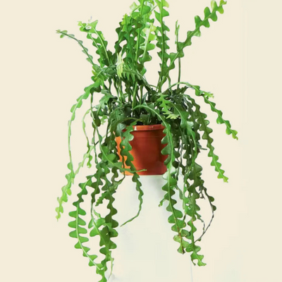 Fishbone (Epiphyllum anguliger) Cactus Live Plant