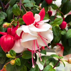 Fuchsia White (Fuchsia magellanica) Rare All Time Flowering Live Plant